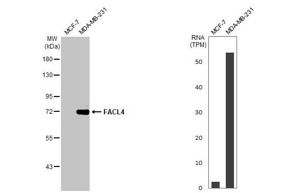 FACL4 Antibody (HL229)