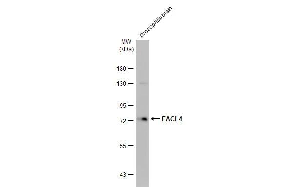 FACL4 Antibody (HL229)