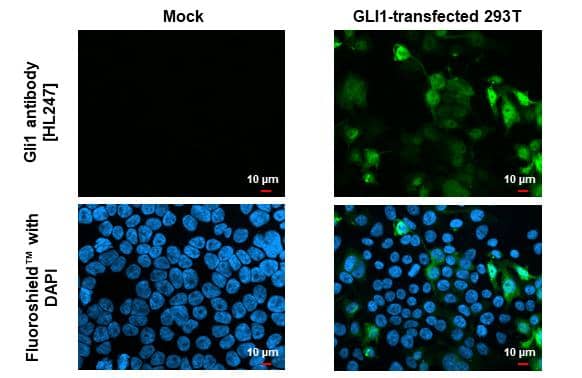 GLI-1 Antibody (HL247) - Azide and BSA Free