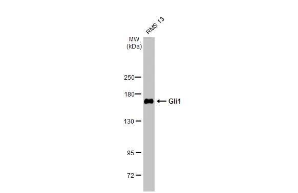 GLI-1 Antibody (HL247) - Azide and BSA Free