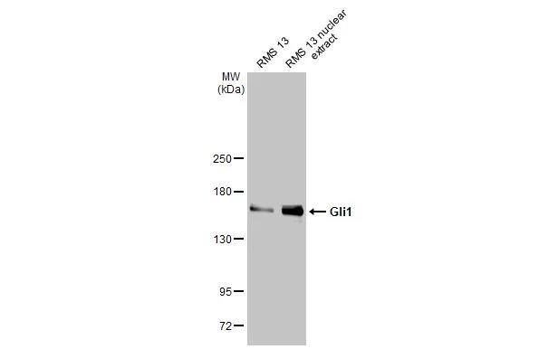 GLI-1 Antibody (HL247) - Azide and BSA Free