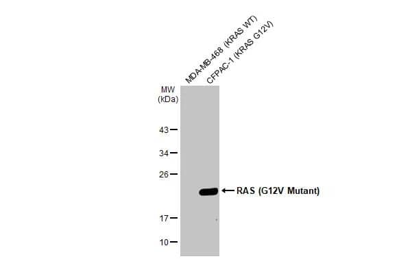 Ras Antibody (HL169) - G12V Mutant - Azide and BSA Free