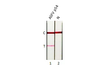 African Swine Fever Virus p54 Antibody (GT853)