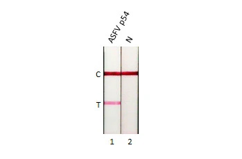 African Swine Fever Virus p54 Antibody (GT1075)