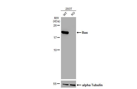 Bax Antibody (HL236)