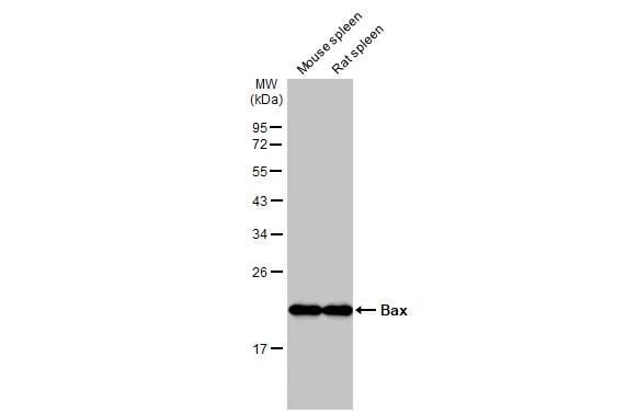 Bax Antibody (HL236)