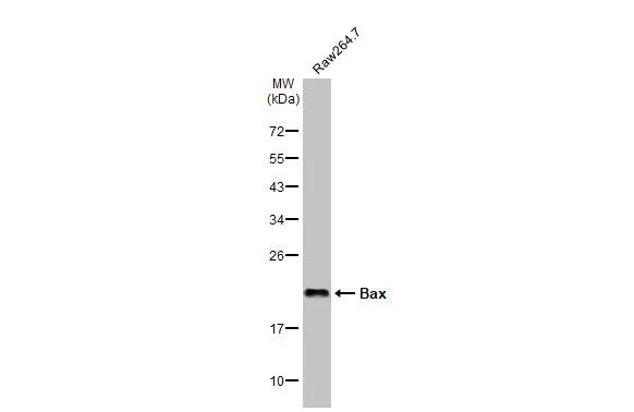 Bax Antibody (HL236)