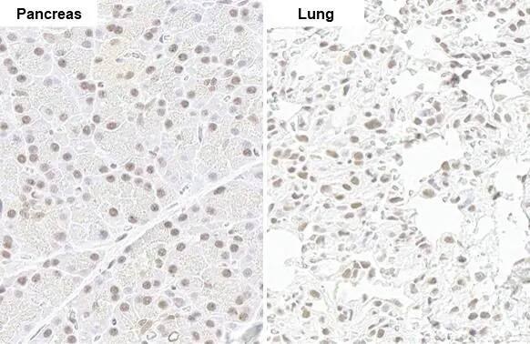 SMCR8 Antibody (HL1007)