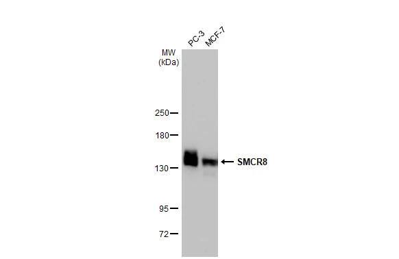 SMCR8 Antibody (HL1007) - Azide and BSA Free