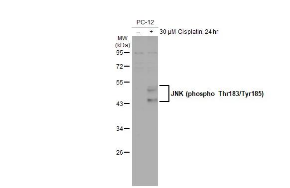 JNK1 [p Thr183, p Tyr185] Antibody (HL1008)