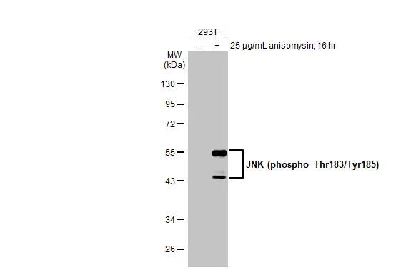 JNK1 [p Thr183, p Tyr185] Antibody (HL1008)