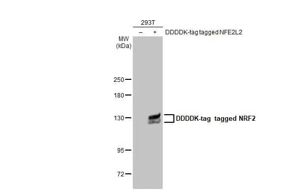 Nrf2 Antibody (HL1021)