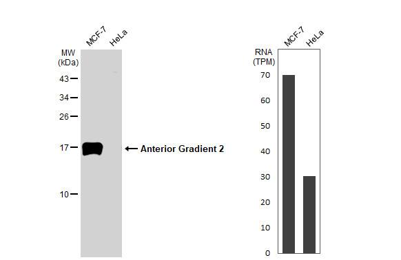 AG-2/AGR2 Antibody (HL1024)