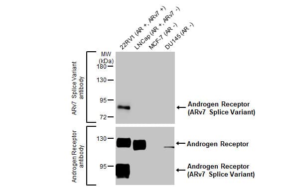 RNF168 Ubiquitinates K13-15 on H2A/H2AX to Drive DNA Damage
