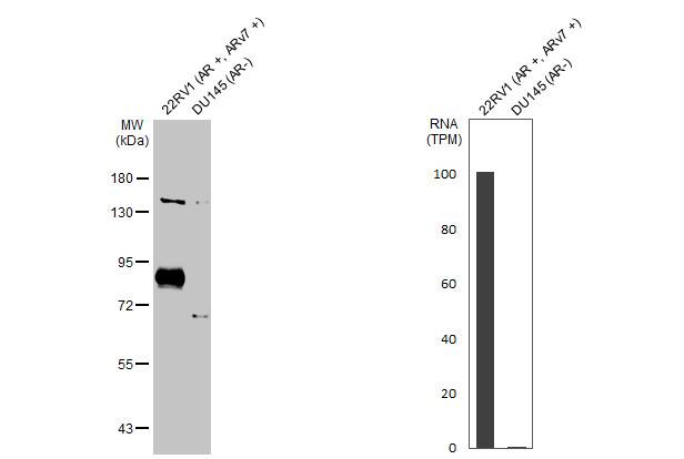 Androgen R/NR3C4 Antibody (HL1028) - ARv7 Variant - Azide and BSA Free