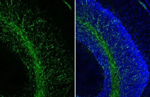 MBP Antibody (HL1033)