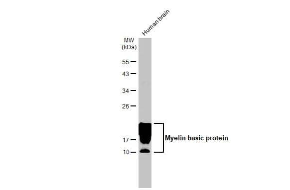 MBP Antibody (HL1033) - Azide and BSA Free