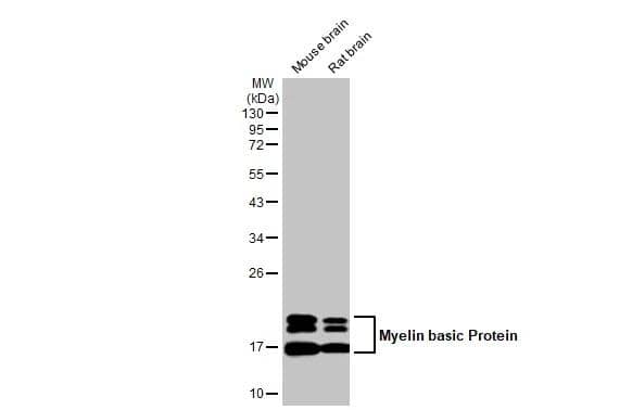 MBP Antibody (HL1033) - Azide and BSA Free