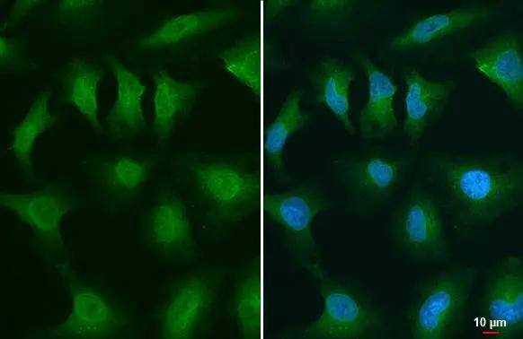GSK-3 beta Antibody (GT1619) - Azide and BSA Free
