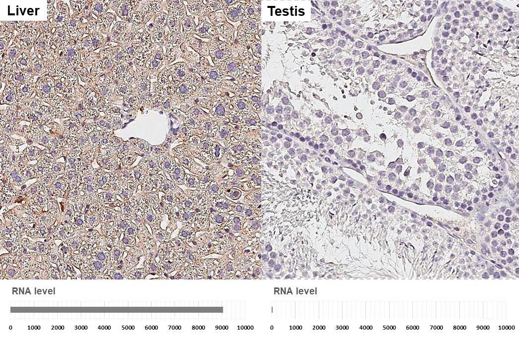 Apolipoprotein E/ApoE Antibody (GT27711) - Azide and BSA Free