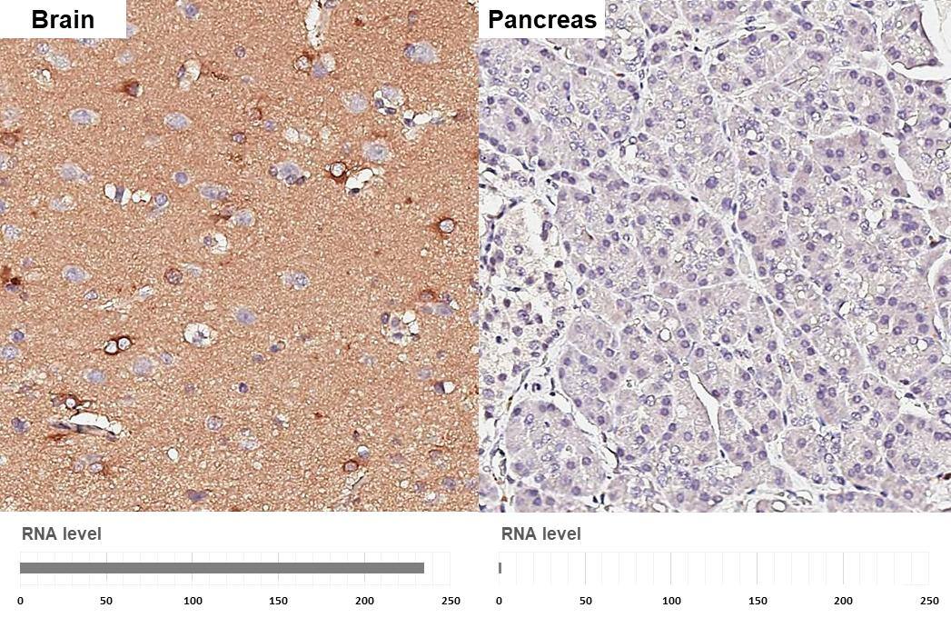 Apolipoprotein E/ApoE Antibody (GT27711) - Azide and BSA Free