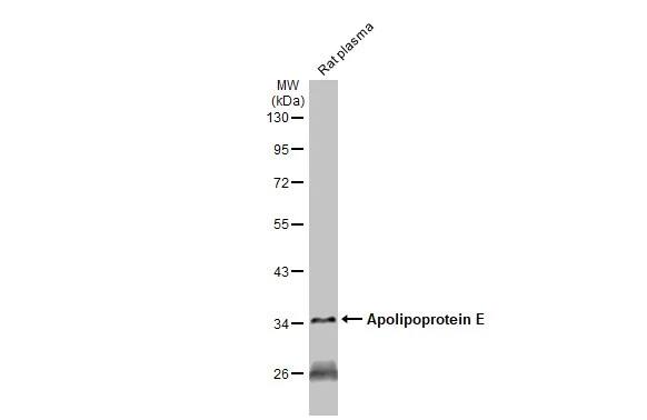 Apolipoprotein E/ApoE Antibody (GT1627)