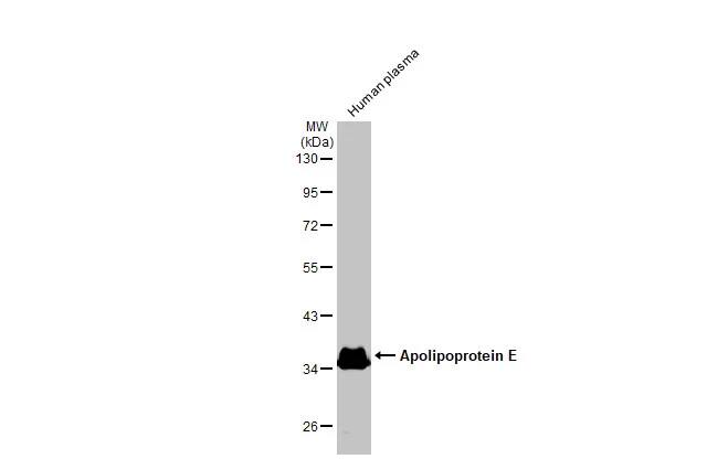 Apolipoprotein E/ApoE Antibody (GT1627)