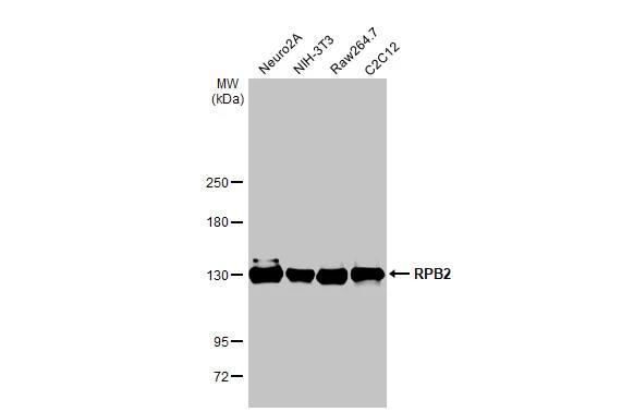 RPB2 Antibody (HL1043)