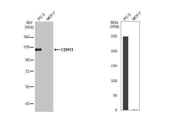 Cadherin-11 Antibody (HL1044)