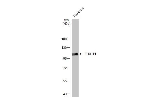 Cadherin-11 Antibody (HL1044)