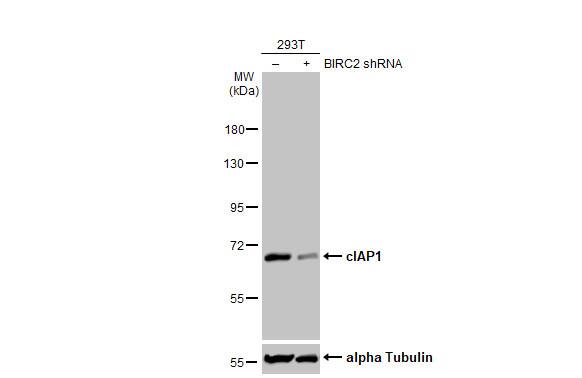 cIAP-1/HIAP-2 Antibody (HL1045)