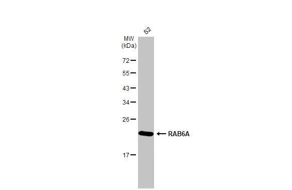 RAB6A Antibody (HL1047) - Azide and BSA Free