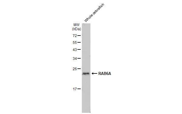 RAB6A Antibody (HL1047) - Azide and BSA Free