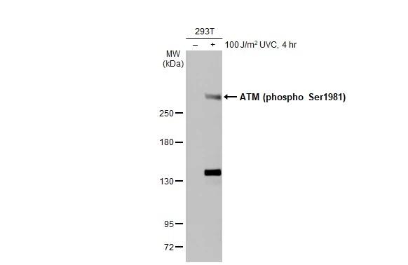 ATM [p Ser1981] Antibody (HL1062) - Azide and BSA Free