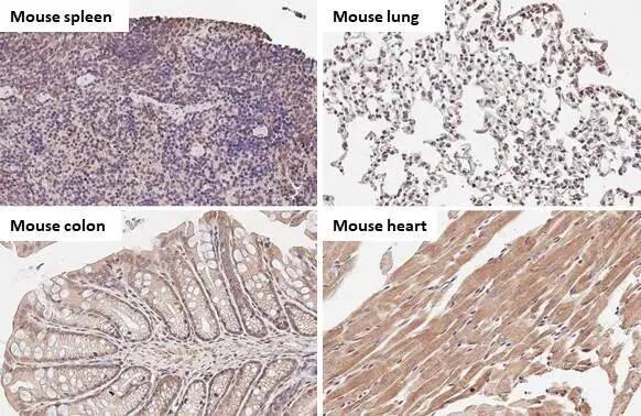 TFEB Antibody (HL1065)