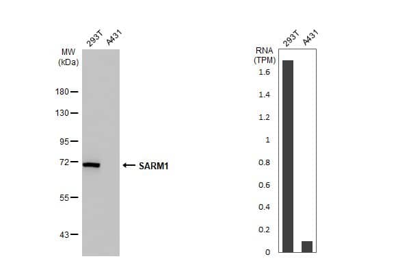 SARM1 Antibody (HL1066)