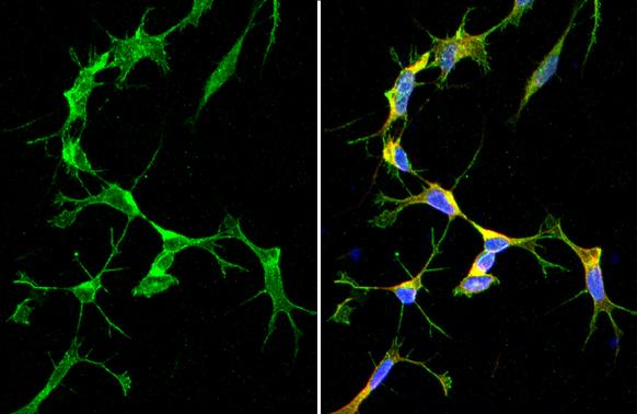 SARM1 Antibody (HL1066) - Azide and BSA Free