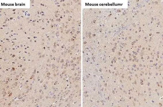 SARM1 Antibody (HL1066)