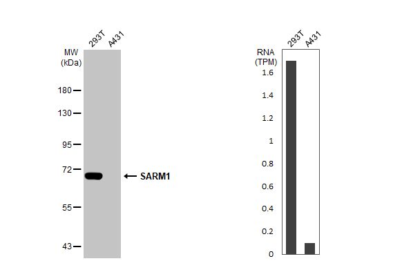 SARM1 Antibody (HL1066) - Azide and BSA Free