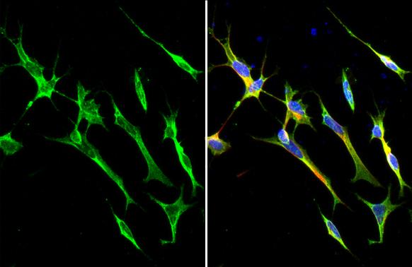 SARM1 Antibody (HL1070) - Azide and BSA Free