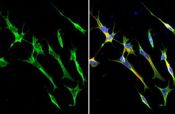 SARM1 Antibody (HL1070)