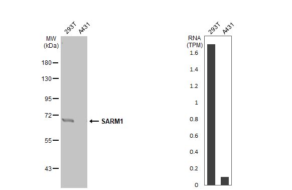 SARM1 Antibody (HL1070) - Azide and BSA Free