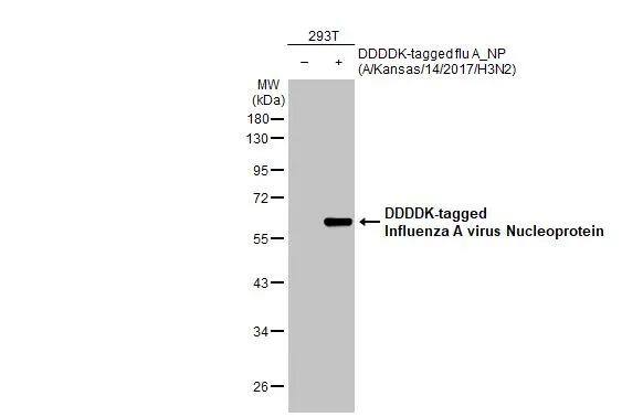 Influenza A H3N2 Nucleoprotein Antibody (HL1089) - (A/Kansas/14/2017) - Azide and BSA Free