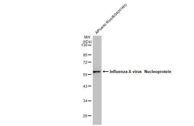 Influenza A H3N2 Nucleoprotein Antibody (HL1089) - (A/Kansas/14/2017) - Azide and BSA Free