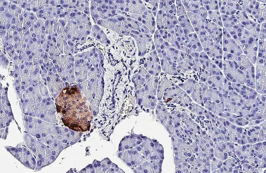 Somatostatin Antibody (HL1101) - Azide and BSA Free
