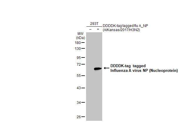 Influenza A H3N2 Nucleoprotein Antibody (HL1103) - (A/Kansas/14/2017) - Azide and BSA Free