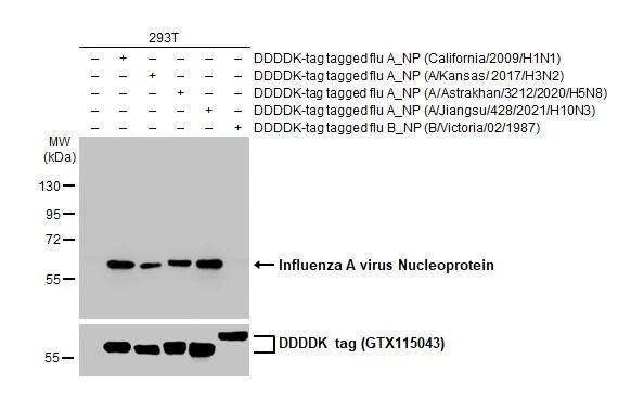 Influenza A H3N2 Nucleoprotein Antibody (HL1103) - (A/Kansas/14/2017) - Azide and BSA Free