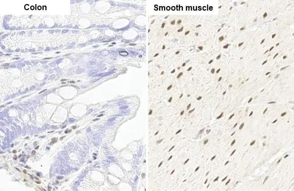 RBPMS Antibody (HL1105)