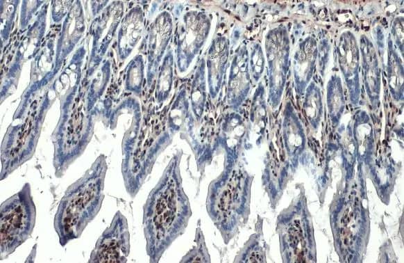 RBPMS Antibody (HL1105)