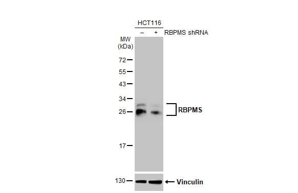RBPMS Antibody (HL1105) - Azide and BSA Free